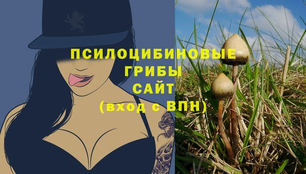 стаф Алзамай